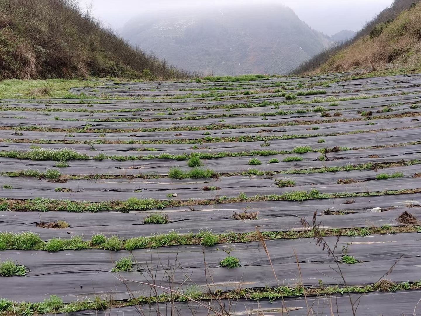 質保3年果園防草布|除草布