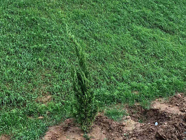 生態(tài)袋每平米造價