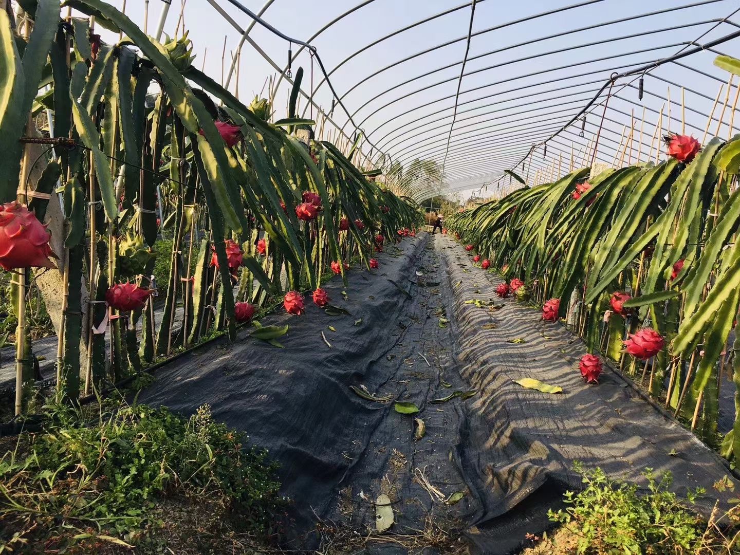 防草布/除草布/生產防草布的廠家